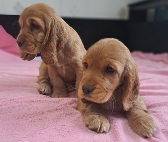 cocker-spaniel-puppy-reservations-in-clifton-co-big-1