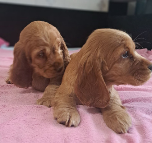 cocker-spaniel-puppy-reservations-in-clifton-co-big-4