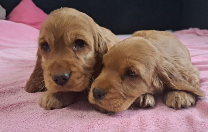 cocker-spaniel-puppy-reservations-in-clifton-co-big-2