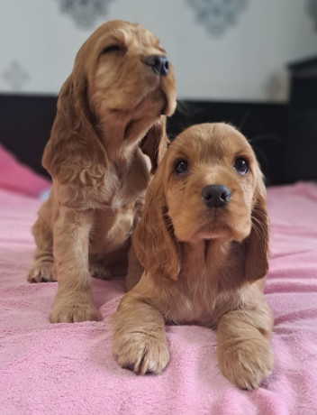 cocker-spaniel-puppy-reservations-in-clifton-co-big-0