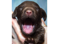 cocker-spaniel-puppies-ready-for-reservation-in-new-castle-pa-small-1