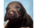 cocker-spaniel-puppies-ready-for-reservation-in-new-castle-pa-small-2