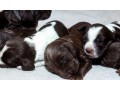 cocker-spaniel-puppies-ready-for-reservation-in-new-castle-pa-small-0