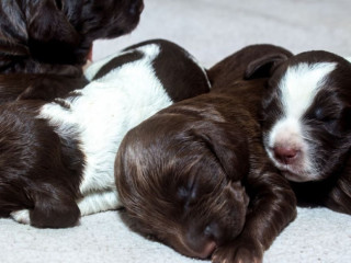 Cocker Spaniel Puppies Ready for Reservation in New Castle, PA