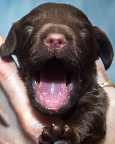 cocker-spaniel-puppies-ready-for-reservation-in-new-castle-pa-big-1