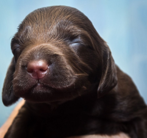 cocker-spaniel-puppies-ready-for-reservation-in-new-castle-pa-big-2