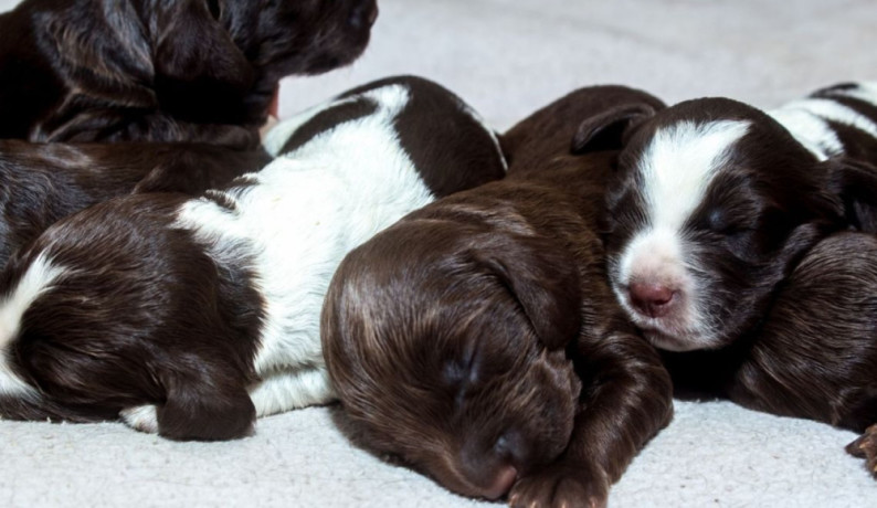 cocker-spaniel-puppies-ready-for-reservation-in-new-castle-pa-big-0