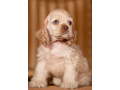 cocker-spaniel-girl-in-detroit-mi-small-5