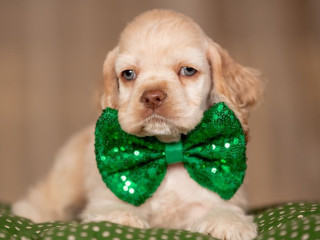 Cocker Spaniel Girl in Detroit, MI