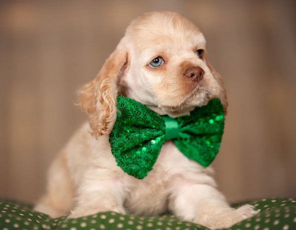 cocker-spaniel-girl-in-detroit-mi-big-4