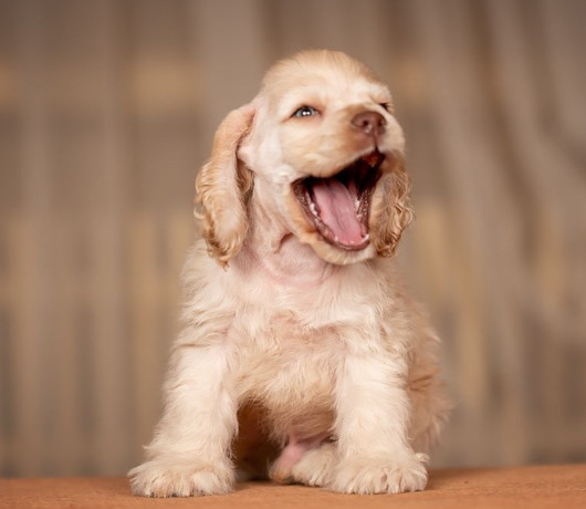 cocker-spaniel-girl-in-detroit-mi-big-1