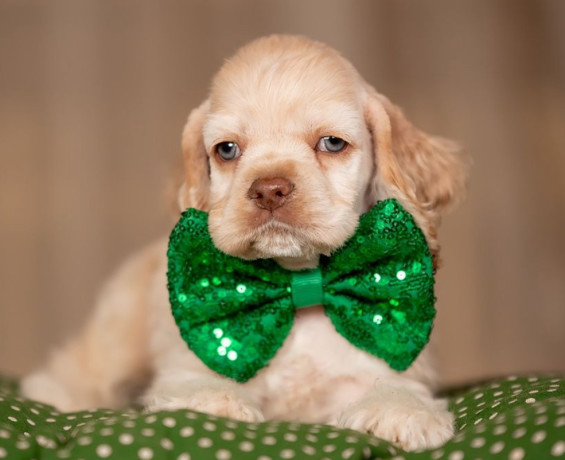 cocker-spaniel-girl-in-detroit-mi-big-0