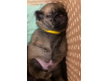 pug-puppies-for-sale-in-jackson-mi-small-3