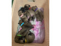 pug-puppies-for-sale-in-jackson-mi-small-0