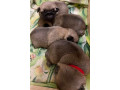 pug-puppies-for-sale-in-jackson-mi-small-2