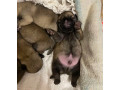 pug-puppies-for-sale-in-jackson-mi-small-1