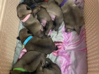 Pug Puppies for Sale in Jackson, MI