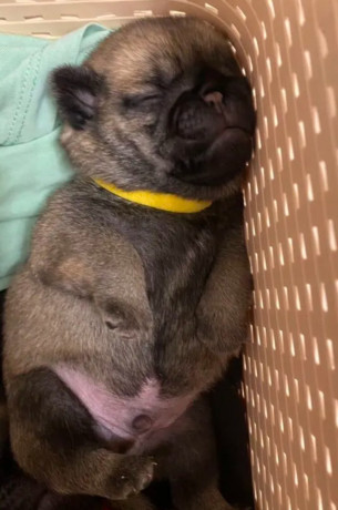 pug-puppies-for-sale-in-jackson-mi-big-3