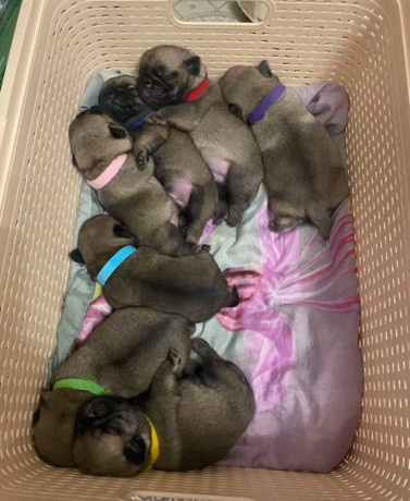 pug-puppies-for-sale-in-jackson-mi-big-0