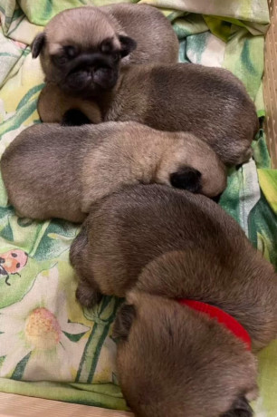 pug-puppies-for-sale-in-jackson-mi-big-2