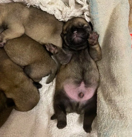 pug-puppies-for-sale-in-jackson-mi-big-1