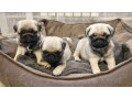 pug-puppies-for-sale-one-female-and-two-males-small-4