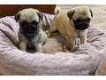 pug-puppies-for-sale-one-female-and-two-males-small-2