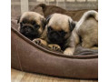 pug-puppies-for-sale-one-female-and-two-males-small-0