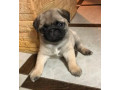 pug-puppies-for-sale-one-female-and-two-males-small-1