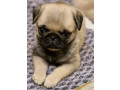 pug-puppies-for-sale-one-female-and-two-males-small-3