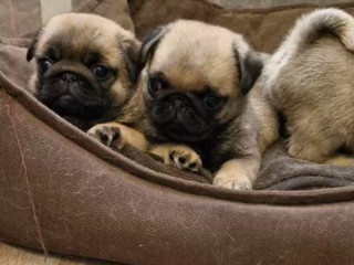 Pug Puppies for Sale: One Female and Two Males