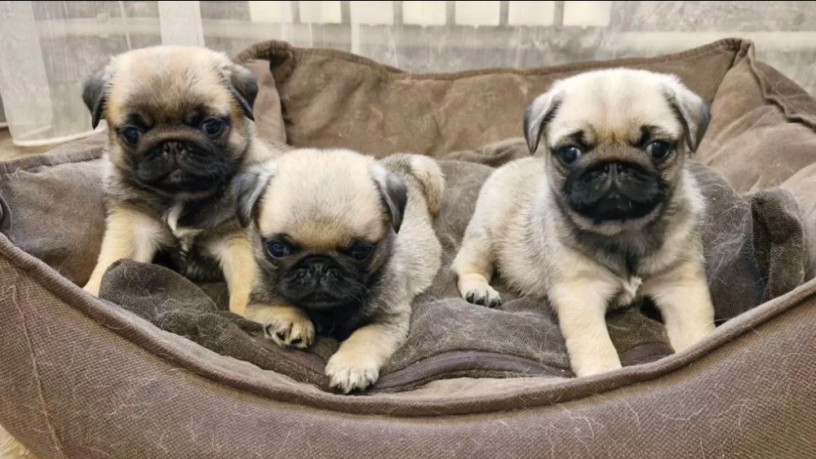 pug-puppies-for-sale-one-female-and-two-males-big-4