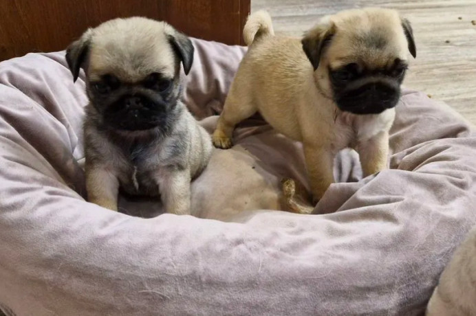 pug-puppies-for-sale-one-female-and-two-males-big-2