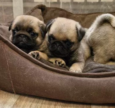 pug-puppies-for-sale-one-female-and-two-males-big-0