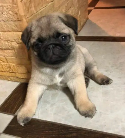 pug-puppies-for-sale-one-female-and-two-males-big-1