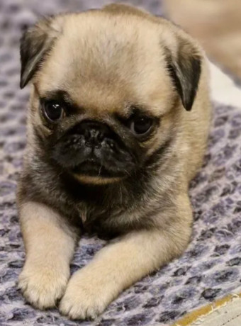 pug-puppies-for-sale-one-female-and-two-males-big-3