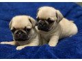 pugs-for-sale-in-detroit-mi-small-2