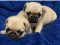 pugs-for-sale-in-detroit-mi-small-0