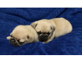 pugs-for-sale-in-detroit-mi-small-1