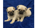 pugs-for-sale-in-detroit-mi-small-3