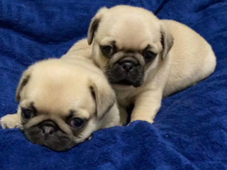 Pugs for Sale in Detroit, MI