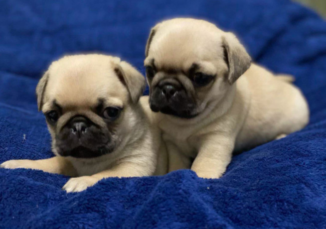 pugs-for-sale-in-detroit-mi-big-2