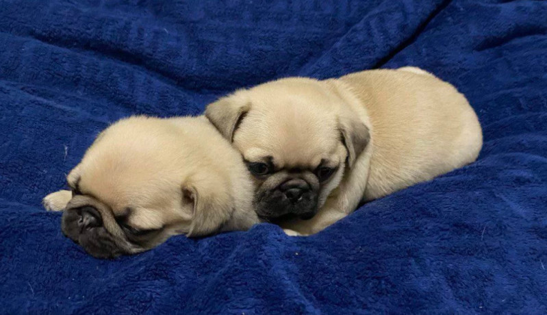 pugs-for-sale-in-detroit-mi-big-1