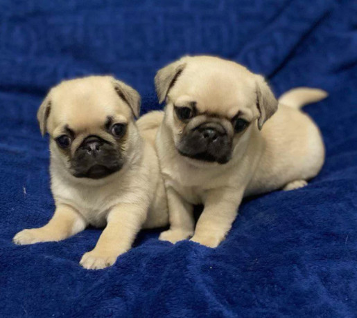 pugs-for-sale-in-detroit-mi-big-3