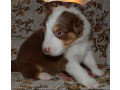 australian-shepherd-puppies-for-sale-in-erie-co-small-4