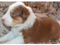 australian-shepherd-puppies-for-sale-in-erie-co-small-1