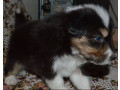 australian-shepherd-puppies-for-sale-in-erie-co-small-3