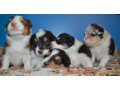 australian-shepherd-puppies-for-sale-in-erie-co-small-0