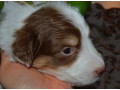 australian-shepherd-puppies-for-sale-in-erie-co-small-2