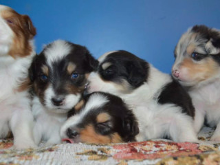 Australian Shepherd Puppies for Sale in Erie, CO